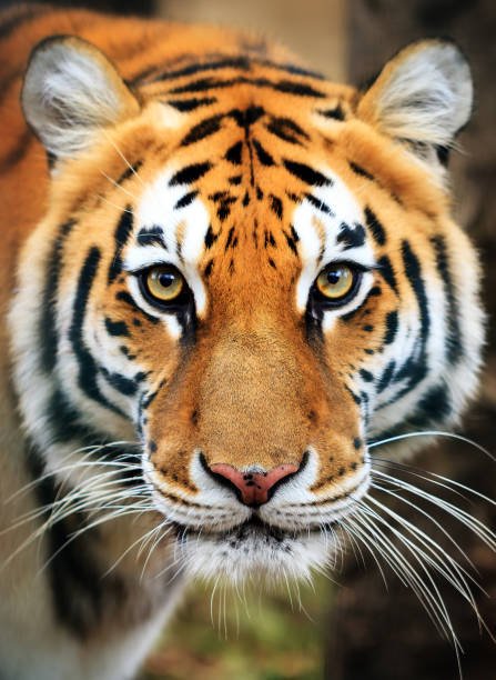 Tiger Tourism Chennai